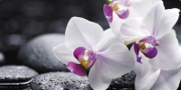 Фото Орхидея R041